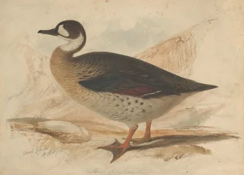 Anatra dalle ali di bronzo